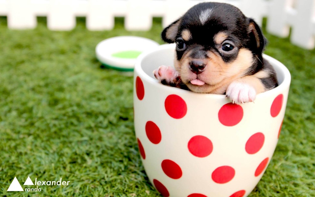 Tiny chihuahua puppy in a cup