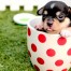 Tiny chihuahua puppy in a cup